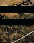 Backwoods Camo Muni